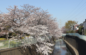 上水路桜